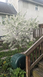 dwarf cherry tree in bloom in north Minneapolis, 2024 May 09 Thursday