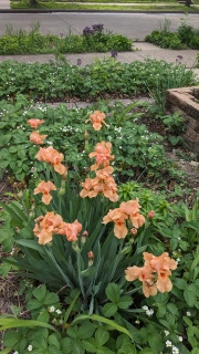 'Many Mahalos' iris blooming in north Minneapolis front yard, 2024 May 21
