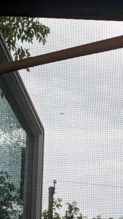 police drone behind my house in north Minneapolis, 2024 June 04