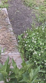 small brown rabbit in clover in my back yard in north Minneapolis, 2024 June 10