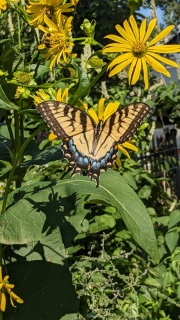 Tiger Swallowtail butterfly in my back yard in north Minneapolis, 2024 August 06