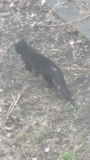 a black cat in my back yard in north Minneapolis, 2025 April 10