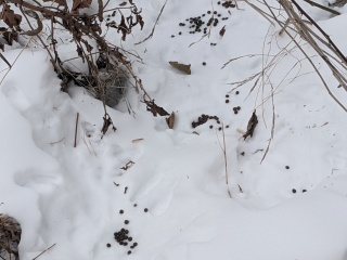 squirrel poop maybe poop in the garden snow