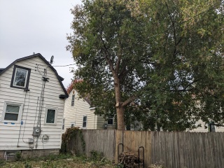 back yard tree limb cut, in Minneapolis, 2023 October 12
