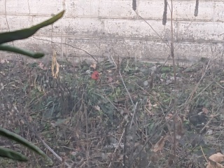 red cardinal bird in back yard in Minneapolis 2023 December 07
