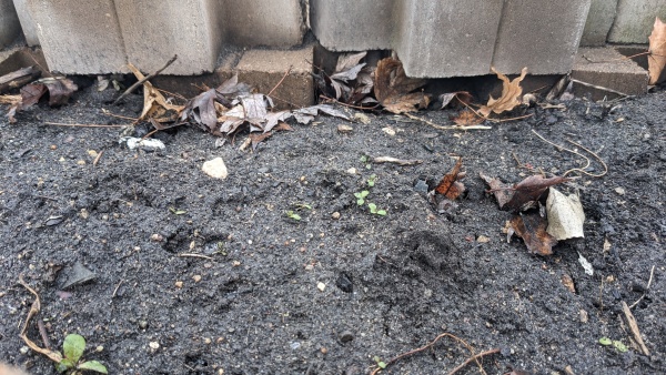 sprouts in Minneapolis on 2024 Jan 25 Thu